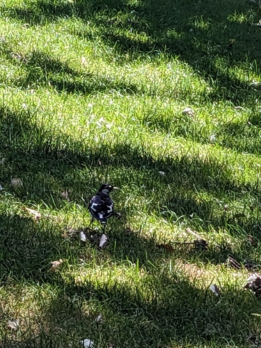Magpie-lark (Grallina cyanoleuca), photo 5