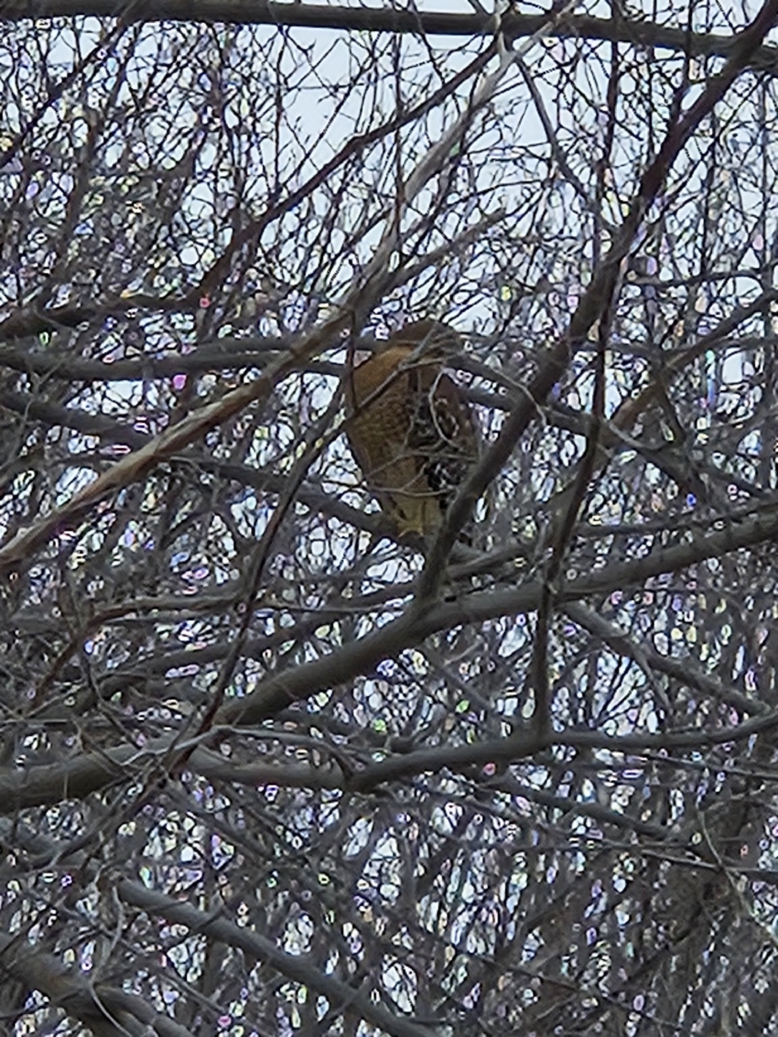 Buteo lineatus (Gmelin, 1788)