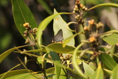Hypolycaena phorbas