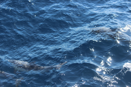 photo of Common Dolphins (Delphinus)