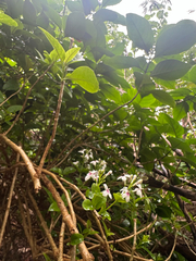 Faux-visage De Carruthers (Pseuderanthemum carruthersii)