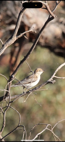 White-winged Triller