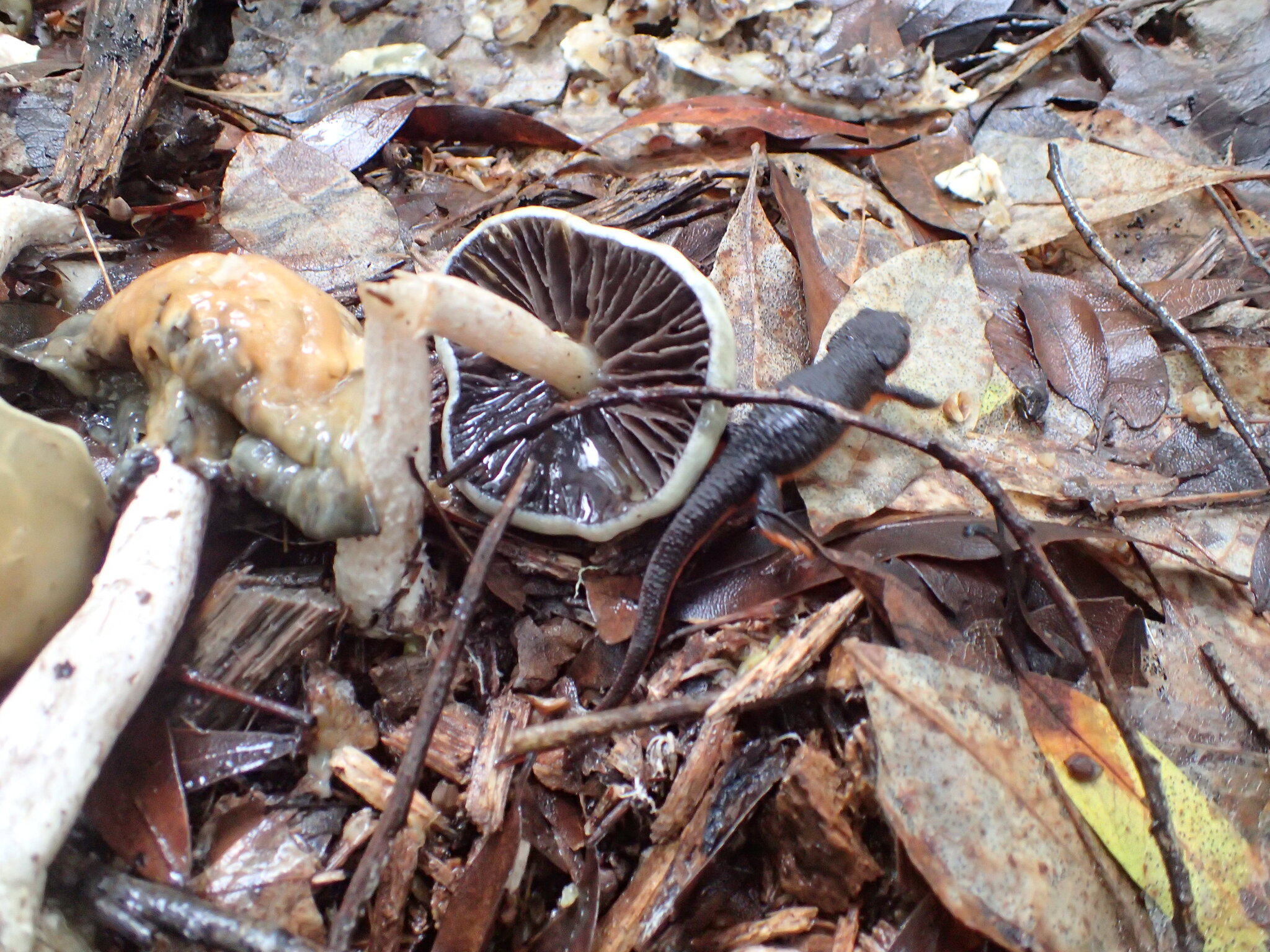 Taricha rivularis (Twitty, 1935)
