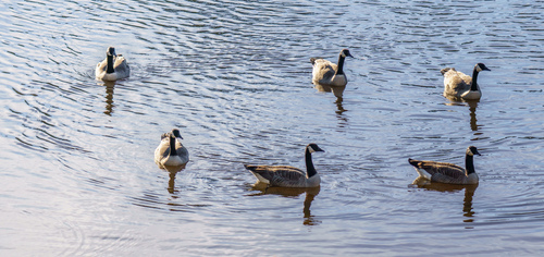 Canada Goose