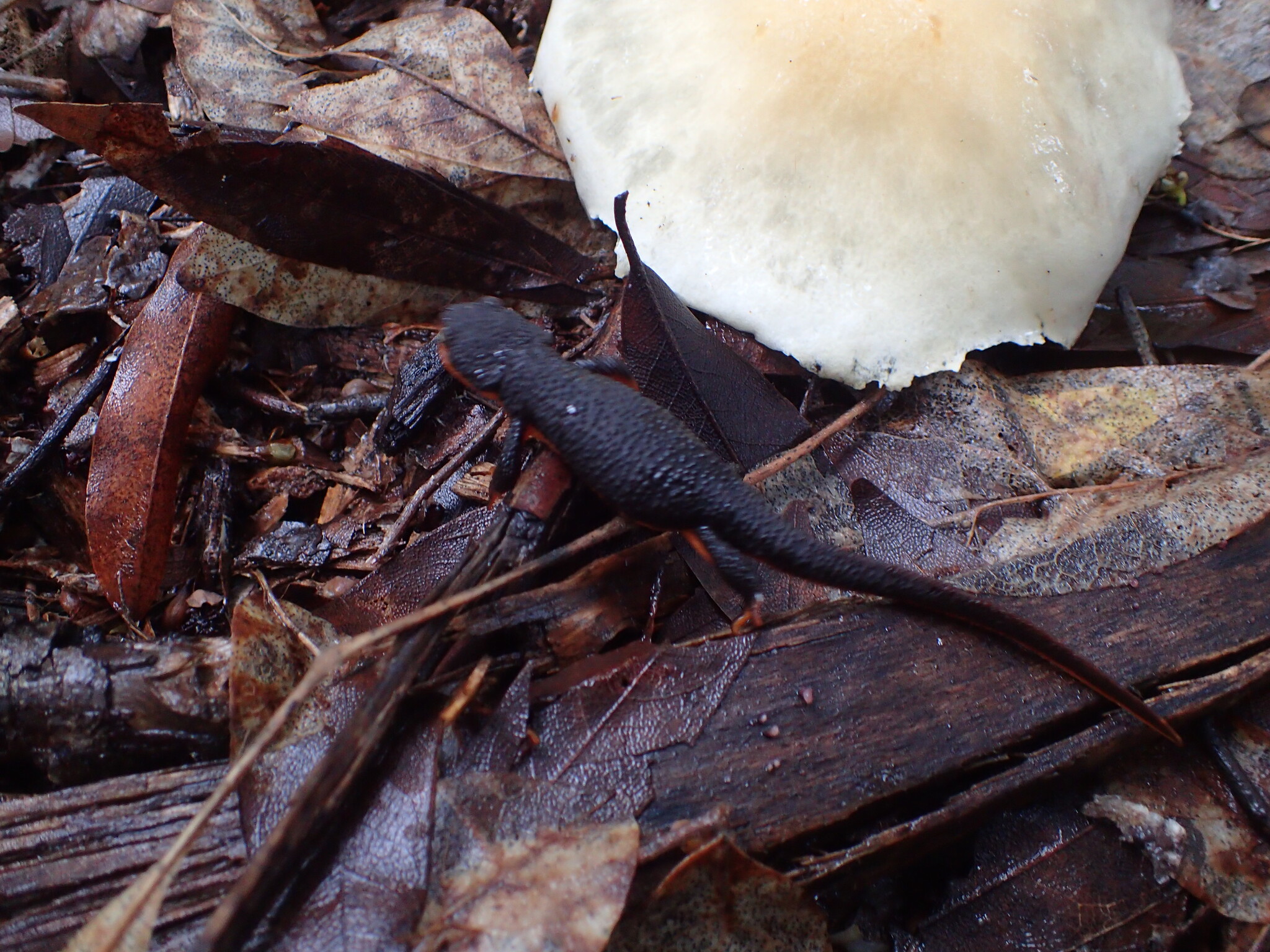 Taricha rivularis (Twitty, 1935)