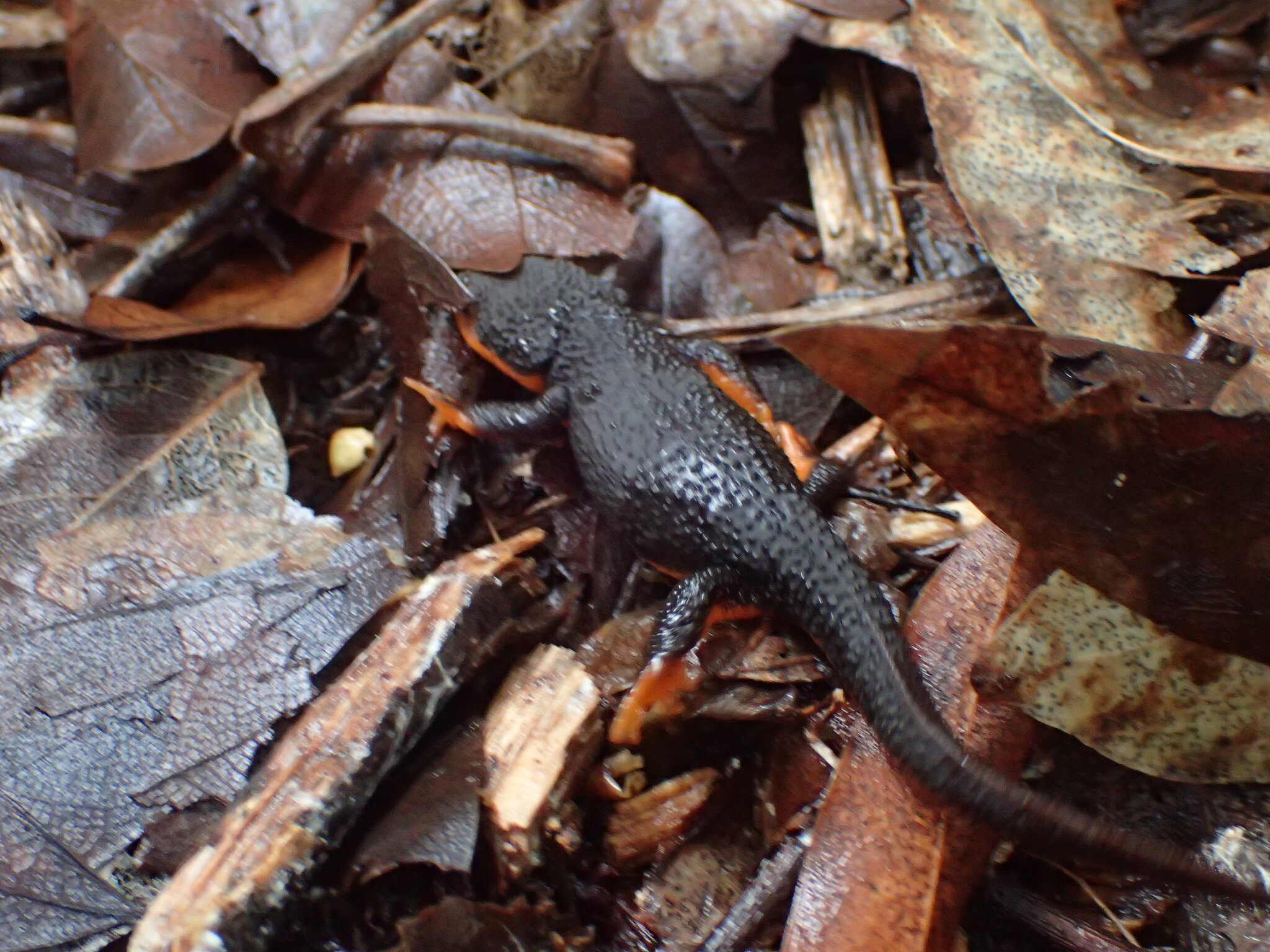 Taricha rivularis (Twitty, 1935)