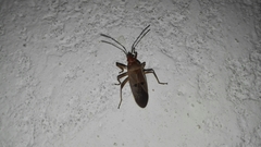 Dysdercus bimaculatus