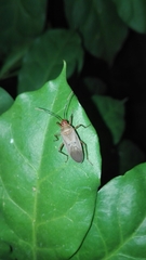 Dysdercus bimaculatus