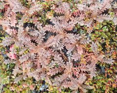 Acaena saccaticupula