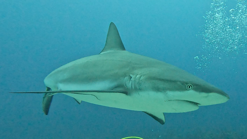 Caribbean reef shark (Carcharhinus perezii) — Carcharhinidae
