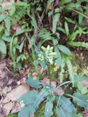 Senecio doratophyllus