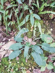 Senecio doratophyllus