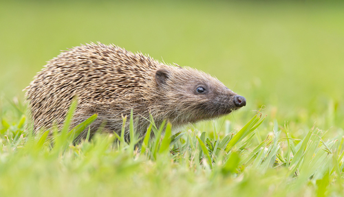 Western European Hedgehog