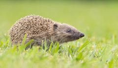 West European Hedgehog photo 1