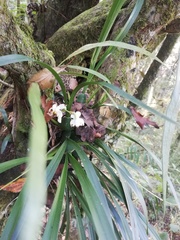 Cuitlauzina pulchella