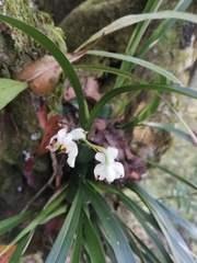 Cuitlauzina pulchella