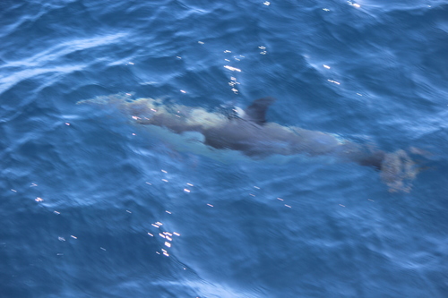 photo of Common Dolphins (Delphinus)