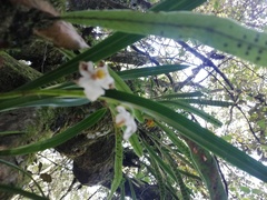 Cuitlauzina pulchella
