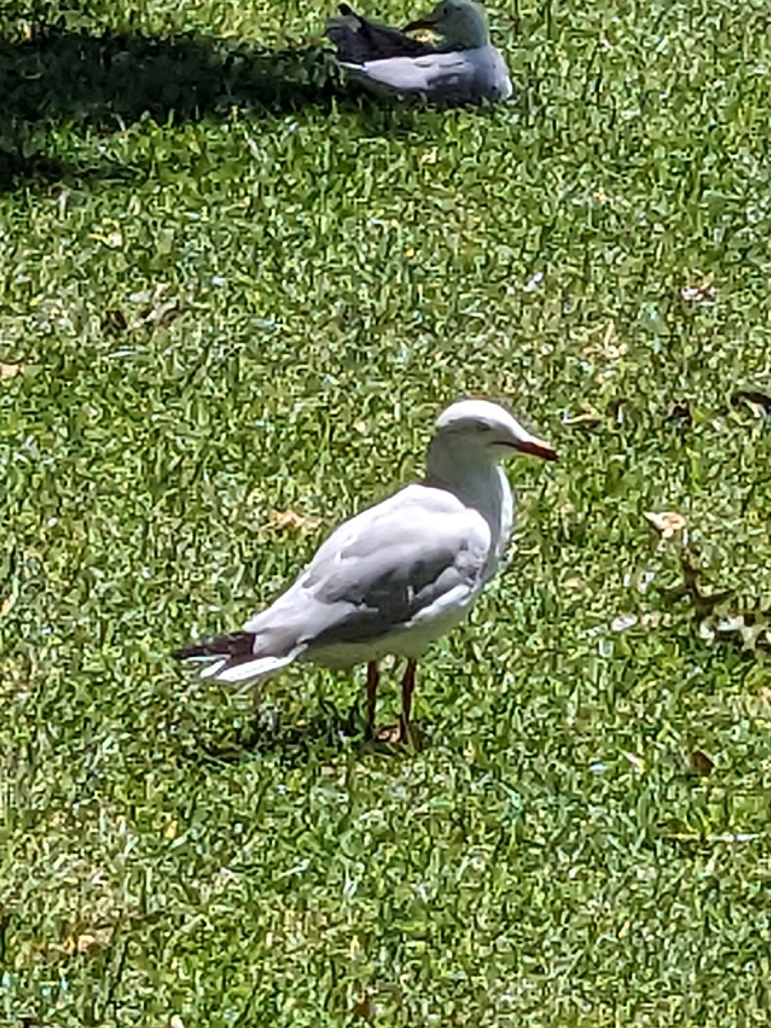 Silver Gull (Chroicocephalus novaehollandiae), photo 1