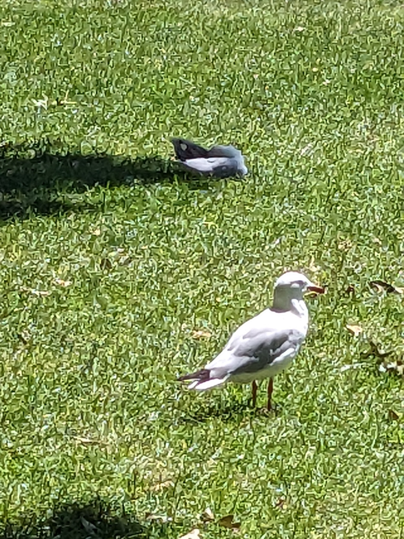 Silver Gull (Chroicocephalus novaehollandiae), photo 2