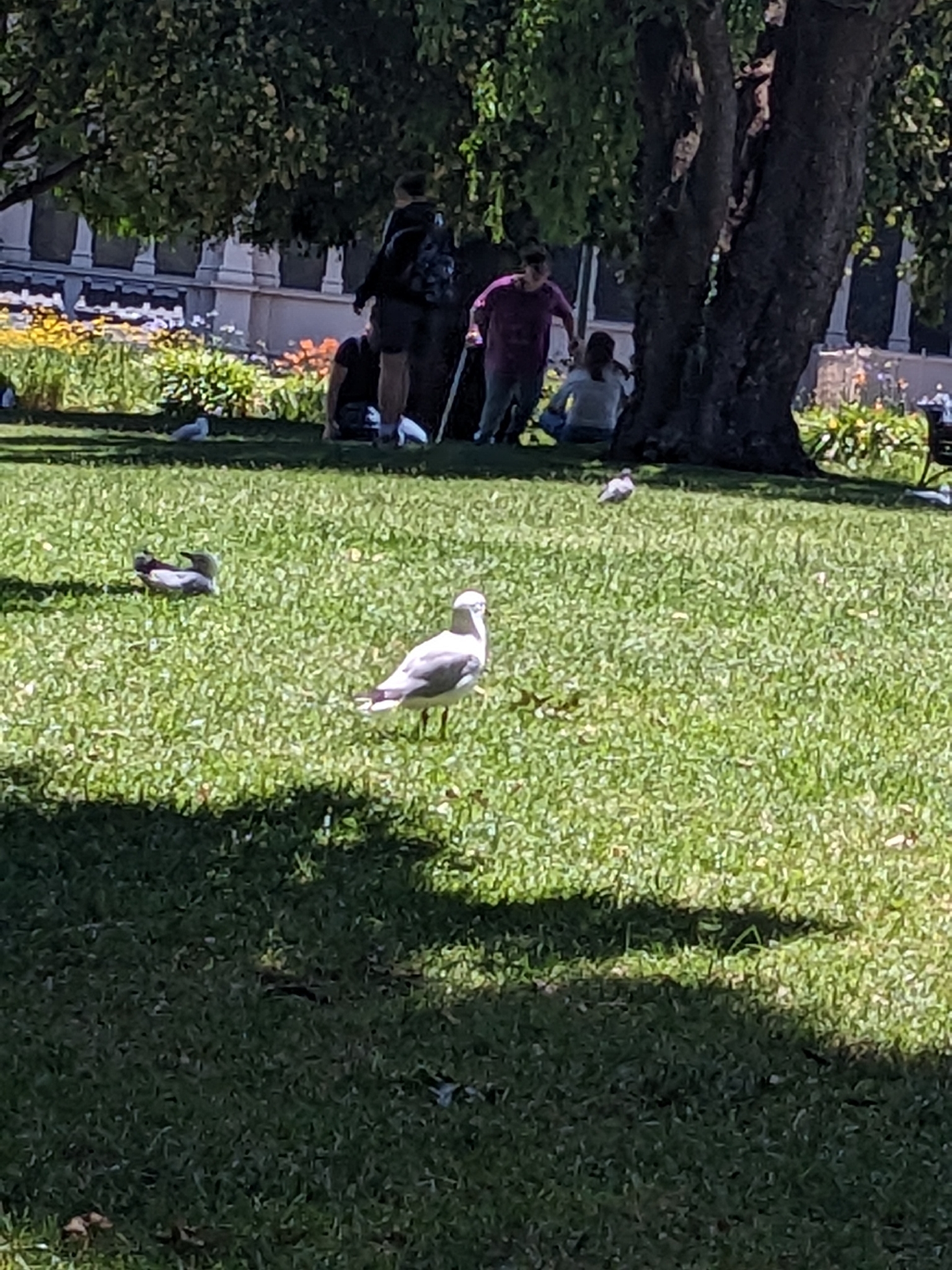 Silver Gull (Chroicocephalus novaehollandiae), photo 3