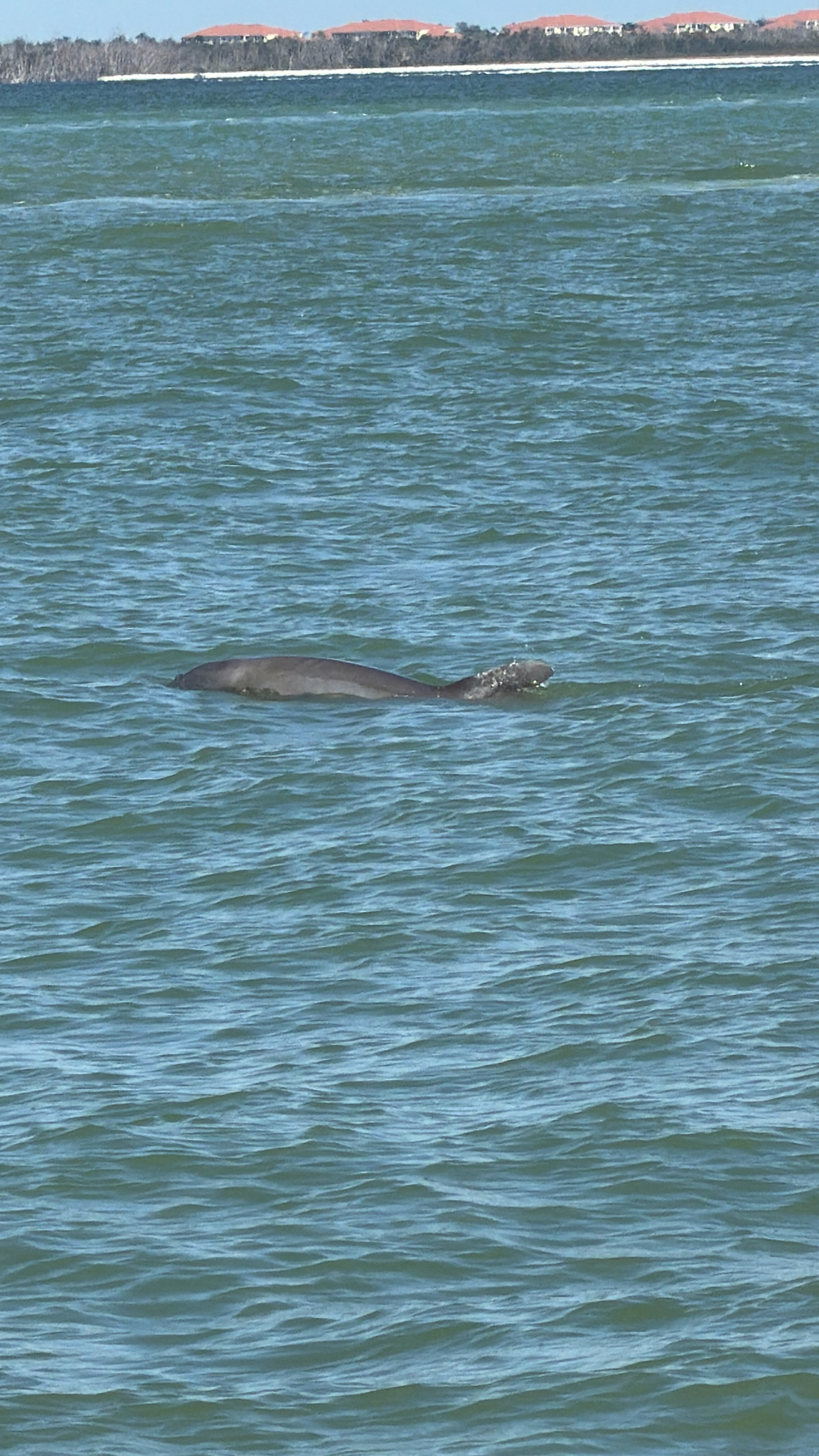 Tursiops truncatus
