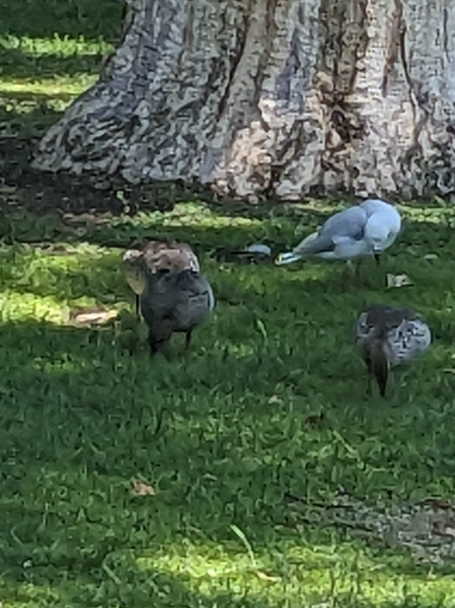 Maned Duck (Chenonetta jubata), photo 10