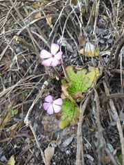 Pinguicula mirandae