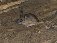 Peromyscus leucopus