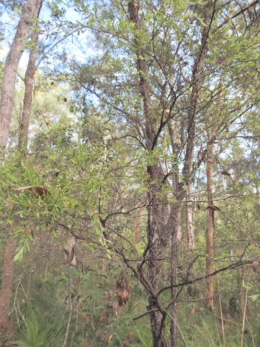 Paperbark Tea Tree (Gaudium trinervium)