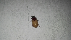 Cyclocephala melanocephala