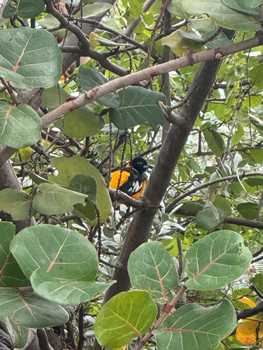 Venezuelan Troupial (Icterus icterus)