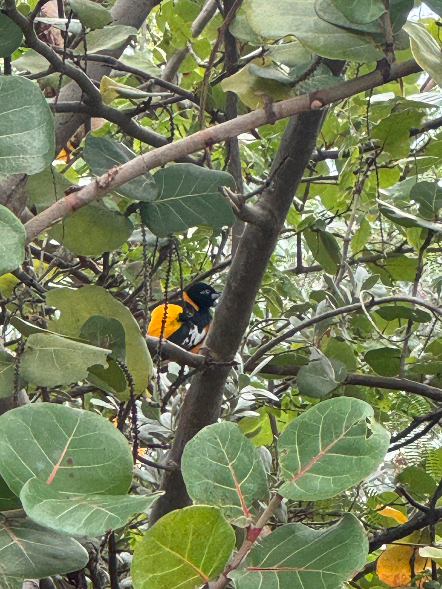 Venezuelan Troupial (Icterus icterus), photo 2