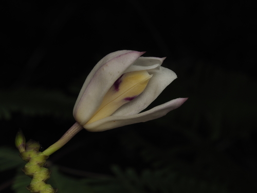 pale reed orchid (Bromheadia finlaysoniana)