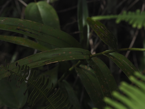 Bromheadia finlaysoniana, photograph 4