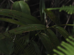 Bromheadia finlaysoniana, photograph (c) Abby Hyde, some rights reserved (CC BY)