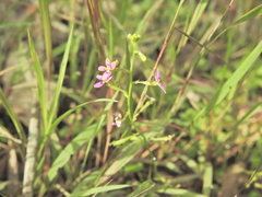 Stylidium debile, photograph (c) Scott W. Gavins, some rights reserved (CC BY)