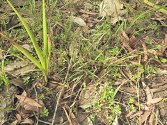Stylidium debile, photograph (c) Scott W. Gavins, some rights reserved (CC BY)