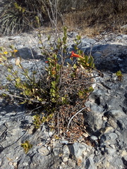 Hemichaena levigata