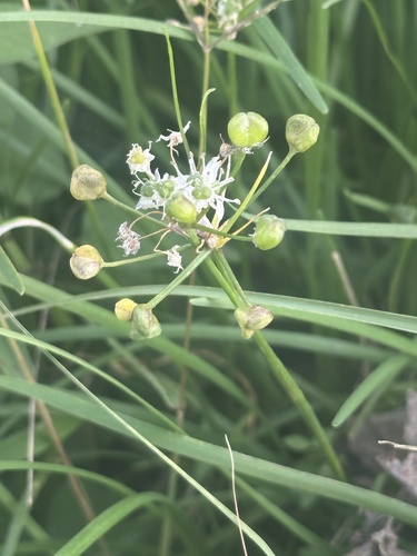 Garlic Chives (Allium tuberosum)