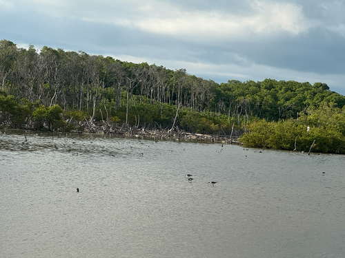 Black-necked Stilt (Himantopus mexicanus), photo 7