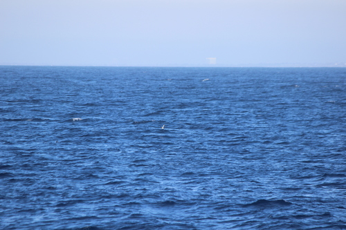 photo of Black-vented Shearwater (Puffinus opisthomelas)