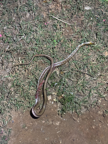 Trinket Snake