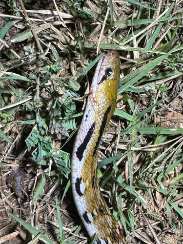 Trinket Snake