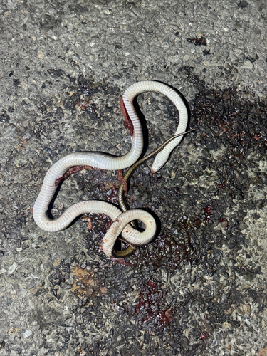 Trinket Snake