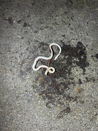 Trinket Snake