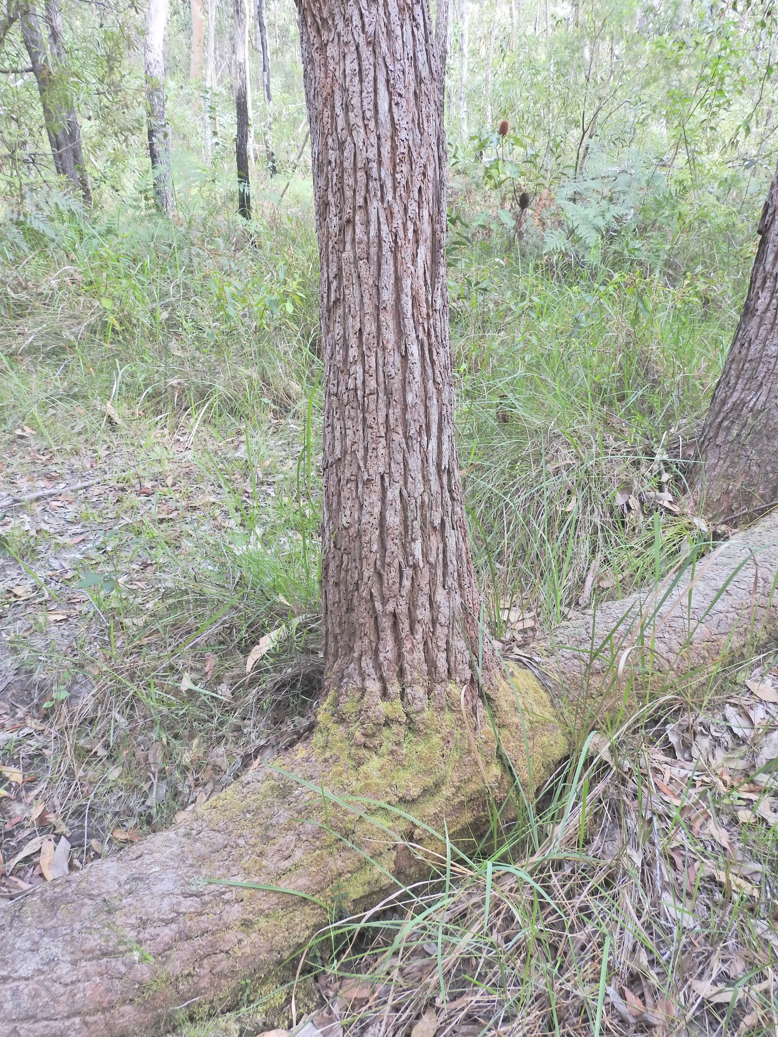Swamp mahogany
