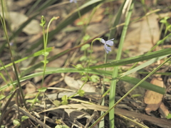 Lobelia quadrangularis, photograph (c) Scott W. Gavins, some rights reserved (CC BY)