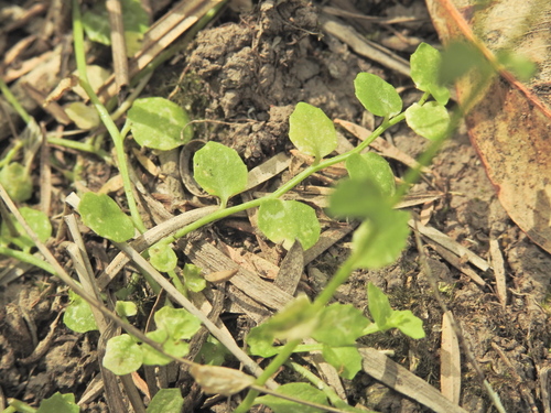 Lobelia quadrangularis, photograph 3