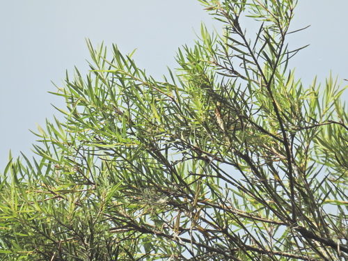 Cajeput Tree (Melaleuca linariifolia)